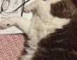 勉強中、ちょっと席を離れたら...「なぜピンポイントで？」　猫の〝妨害〟に3.5万人もん絶「かわいすぎる」