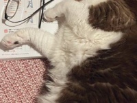 勉強中、ちょっと席を離れたら...「なぜピンポイントで？」　猫の〝妨害〟に3.5万人もん絶「かわいすぎる」