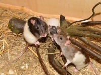 ネズミ算が過ぎる！ペットのネズミ2匹が繁殖し300匹以上に。困った飼い主、保護施設に助けを求める（アメリカ）
