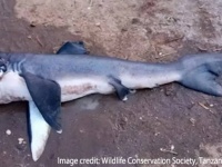 幻のサメ、メガマウスが東アフリカで生け捕りされるも、市場で2500円で売られてしまう