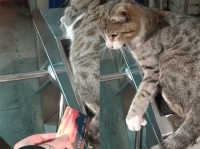 改札を通りたければ俺を倒してから行け！猫の国トルコの鉄の掟