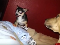 自分よりも何倍も大きな犬にケンカを売ったチワワ、衝撃の展開にｗｗｗ