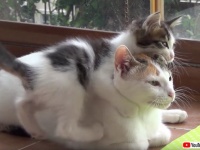 元気すぎる子猫たちと辛抱強い母猫のコントラスト。最後は家族みんなでお昼寝タイムが待ってるよ