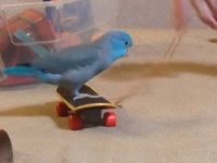 芸達者なインコのチャーリーと飼い主さんが遊ぶ寝る前のひと時