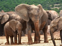 うれしいニュース。絶滅が危惧されていたケニアの象が30年で倍に