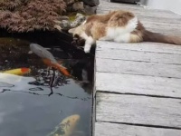水の中からこんにちは！ラグドールと暮らす錦鯉たちの水中生活を覗いてみよう