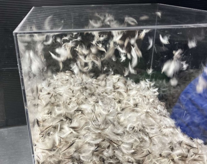 ペンギンの羽根はフワフワなんです(画像はプレスリリースより)