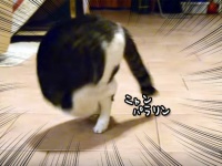 やってやんよ？でんぐり返りがうまい猫