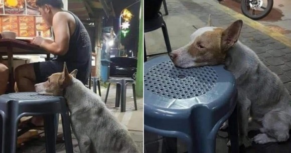 やせ細った犬が空腹に耐えきれず、屋台の椅子に顔を乗せ、人間が食べ物を分けてくれるのを待ち続ける（メキシコ）