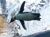 京都水族館（H yamaguchiさん撮影、Flickrより）