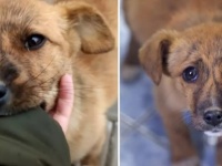 路上をさまよっていた捨て犬は、藁をもつかむ思いでカップルの後をついて行った。その姿に心打たれたカップルは...