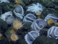 タコ！タコ！タコの大群！深海で抱卵している千匹以上のタコ母さん（アメリカ）