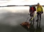 新種目か。氷上のイノシシを棒で押して助ける構図がおかしい