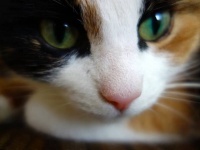 糖尿病の飼い主の異変をいち早く察知し、同居人に知らせて命を救った猫