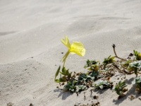 植物は、耳がなくても聞こえている。花びらでミツバチの羽が立てる音波を感知（イスラエル研究）