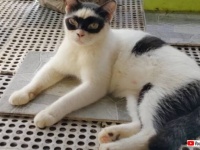 カートゥーンに出て来そう？目の周りに黒いマスクを身に着けた猫が発見される