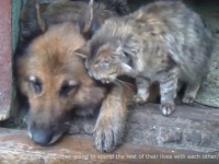仲良きことは美しきかな。12年間寄り添って暮らしてきた犬と猫。残された時間もずっと一緒に過ごすことだろう。