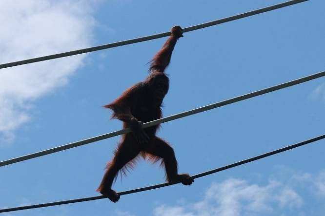 青空をバックに悠々と特技披露中のオランウータン氏