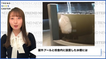 イカがスミを吐き、水族館の水槽内が真っ黒