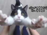 バンザイ決めるから抱っこしろや！猫のピキ～ンなバンザイポーズに抱っこ不可避