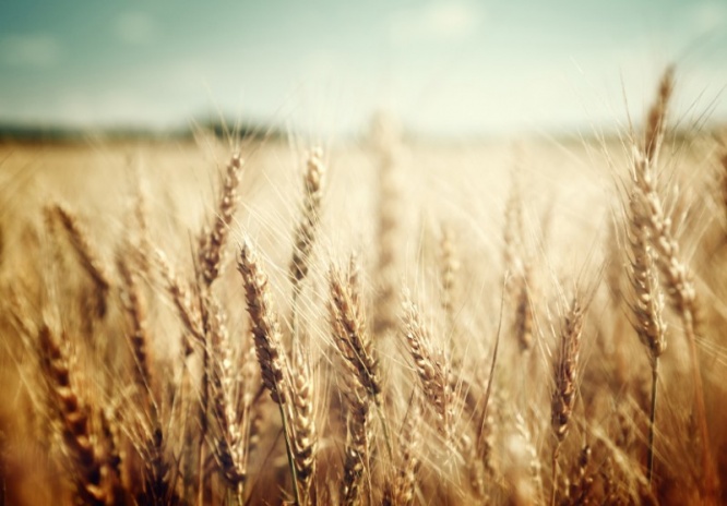 iStock_000062463688_Small