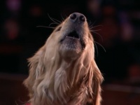 オーディション番組に出演した“歌う犬”が、審査員と観客全員を笑顔に（アメリカ）