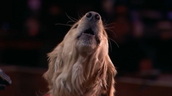 オーディション番組に出演した“歌う犬”が、審査員と観客全員を笑顔に（アメリカ）
