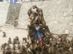 猿ヒト合戦！？ 数がいくらなんでも多すぎる…