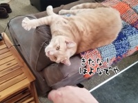 モヤモヤする猫動画。エアなで2分30秒に君は耐えられるか？