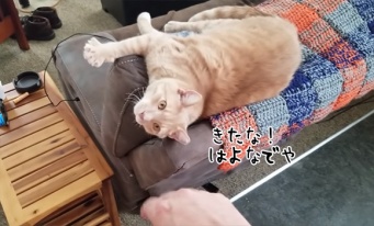 モヤモヤする猫動画。エアなで2分30秒に君は耐えられるか？