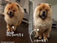 犬のふさ毛の中に小動物！ひっついて家についてきてしまったポッサムの赤ちゃん