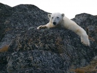 ホッキョクグマ「武器で殴る」の技を知っていた。セイウチを氷の塊や岩で撲殺することが判明