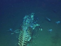 海底に沈んだクジラの身体が一つの生態系に。ホエールフォールに群がる深海の生き物たち