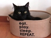 「元気になって良かったニャ！」黒猫コールくんの闘病生活に終止符が打たれてひとまずホッと一安心