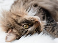 猫が喉をゴロゴロ鳴らすメカニズムがついに解明か