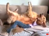 犬氏「信頼してるから大丈夫！」ゴールデンと少女のトラストフォール