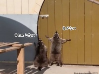 中に入りたいんじゃ～い！2匹のアライグマの悪あがき