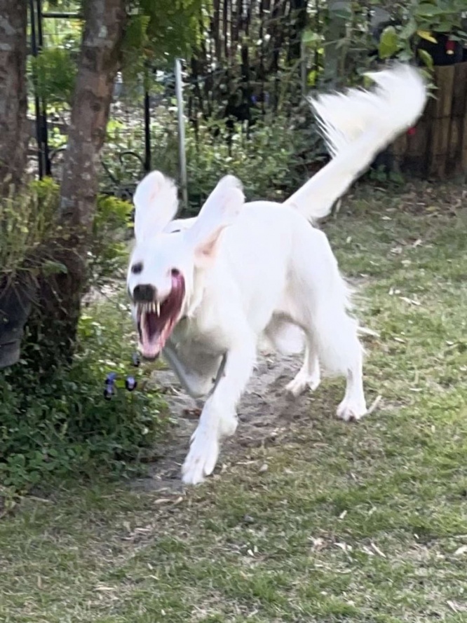 躍動感も怖さを引き立たせている（画像は再掲）