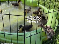 自分をカモだと思い込んでいる七面鳥のヒナ、カモの子たちに混ざって水遊び
