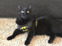 だって猫だから「ボクたちこんなにスゴイんです！」猫ズのあんな特技こんな生態TOP10をリストアップしてみた