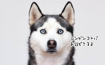 本当にそう聞こえるからすごい！人間の言葉を話すハスキー犬（要音声）
