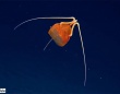深海のエイリアンかな？フェイスハガーのような神秘的なクラゲを発見。新種の可能性