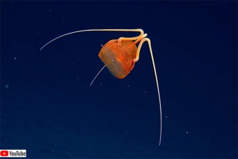 深海のエイリアンかな？フェイスハガーのような神秘的なクラゲを発見。新種の可能性