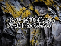 コンクリートの中で繁殖するタフな細菌が発見される。ひび割れの修復に利用できるかも