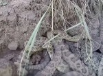 調子に乗ってたらＧｏＰｒｏをガラガラヘビの巣に落としちゃった…