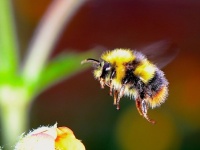 殺虫剤で依存症？ミツバチが殺虫剤を好んで食べるようになることが判明（英研究）