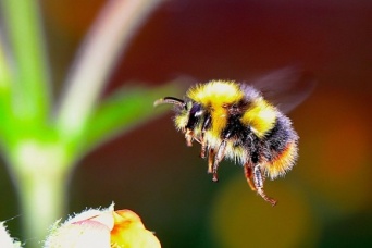 殺虫剤で依存症？ミツバチが殺虫剤を好んで食べるようになることが判明（英研究）