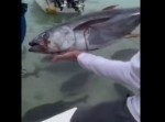 巨大肉食魚の群れに“マグロ”を投げ入れると恐ろしいことに…