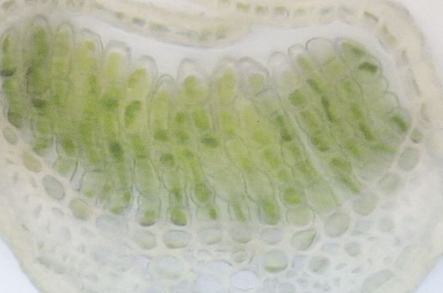 永遠の命を得ることができる？－科学者が発見した老化プロセスのスイッチをオフにする方法