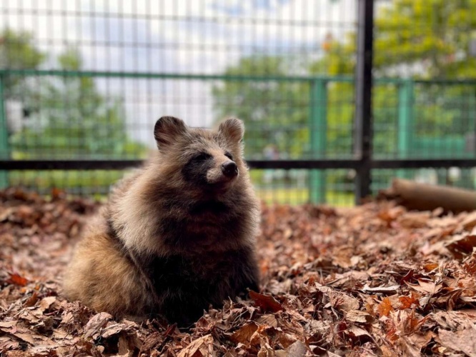 探索型のタヌキ（画像はおびひろ動物園提供）